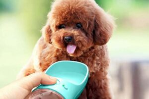 Portable Dog Water Bottle